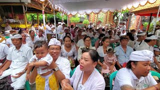 Download lagu Minggu, 22-3-2026, Lanjut Mekekelud, Natab, Sembahyang Bersama Pemilet Metigang Sasihin Di GRDSB-Pds mp3