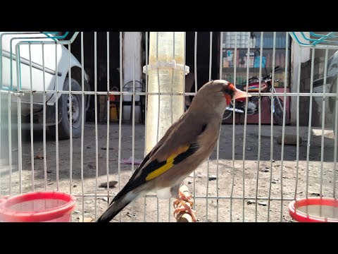 gold finch singing saira singing birds of parachinar