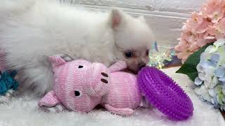 ハーフ犬の動画01