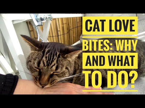 Cat Love Bites❣️Meaning & How To Respond To Love Biting