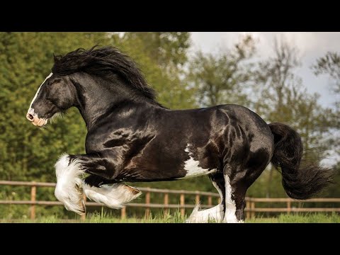 , title : '10 największych ras koni na świecie'