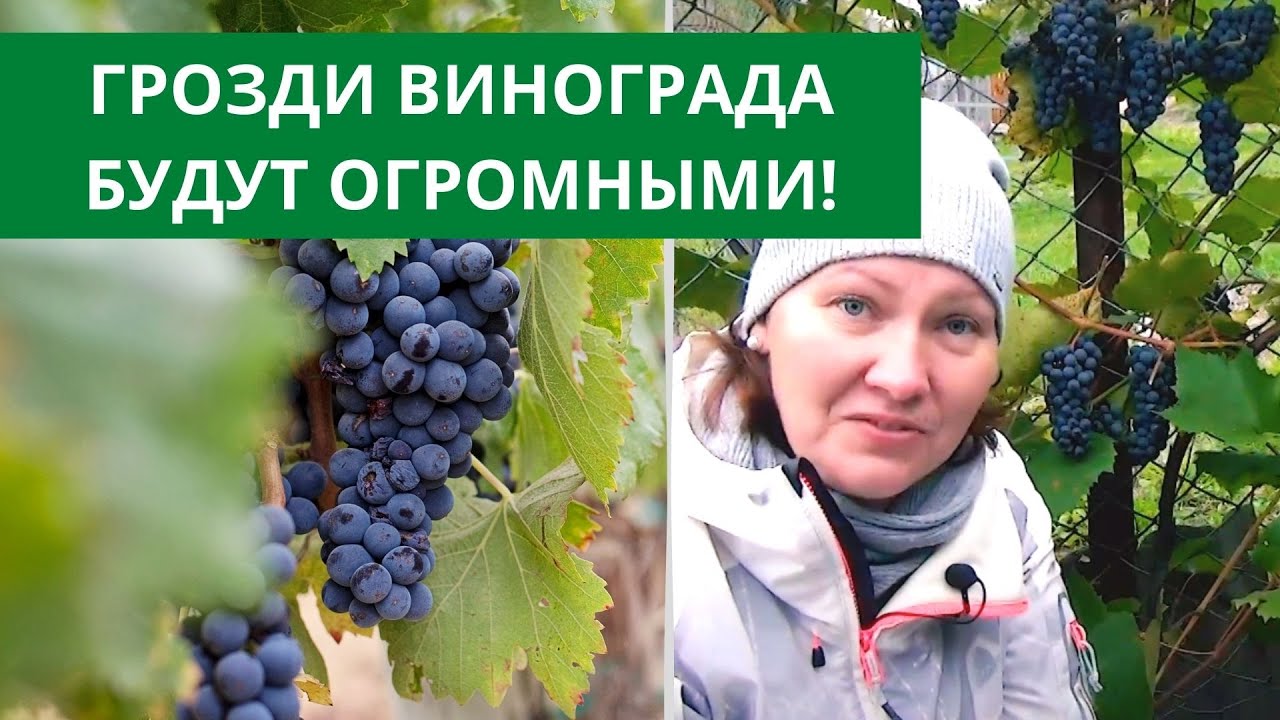 Виноград с успехом: секреты и подсказки для тех, кто хочет выращивать виноград на даче
