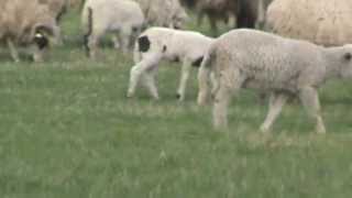 A 7-a evadare - Capitolul 3: Noi, oi si vaci