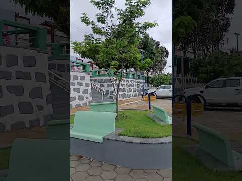 Pau Brasil Jacaraci-BA.