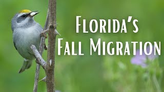 Florida's Fall Migration