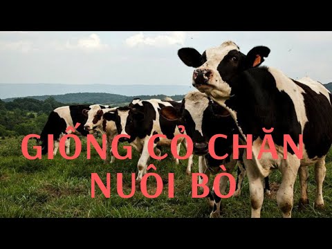 , title : 'Giống Cỏ Chăn Nuôi Bò Tốt Nhất'