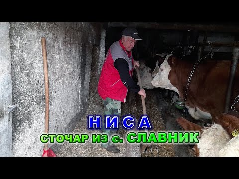 Ниса из села Славник