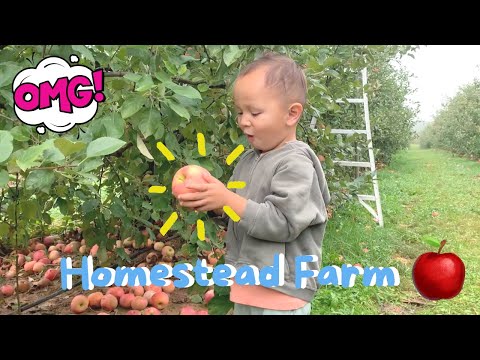 Jace Visits Homestead Farm To Pick Apples And Learns About Animals l Educational Videos For Kids