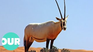 An Incredible Story Of The Hai Bar And White Oryx Of The Negev ...