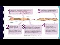 14.3 Locomotion of Earthworm (Hydrostatic Skeleton)