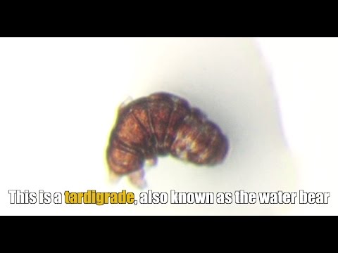Demystifying the resilience of water bears | UTokyo Research