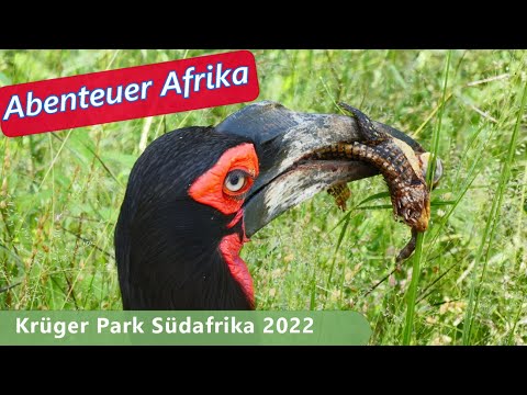 Krüger Park Südafrika 2022 | Afrika Overlander VLOG 63