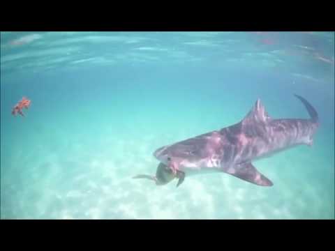 Loggerhead Turtle Gets Into a Tangle With Tiger Shark