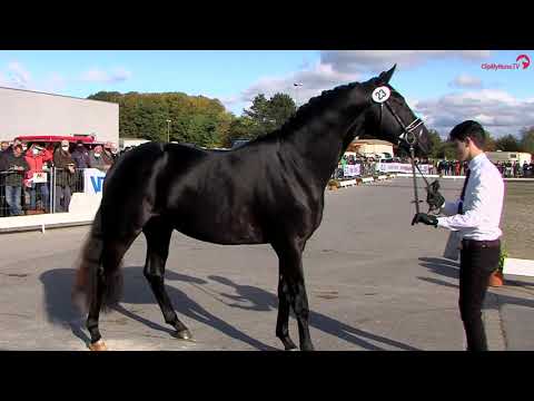 Gestüt Letter Berg Hengst Onyx, geb. 2018, Pflastermusterung Körung Neumünster