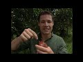 The Jeff Corwin Experience Tomato Frog