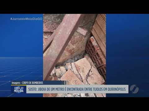 Jiboia de um metro é encontrada escondida entre tijolos em Quirinópolis