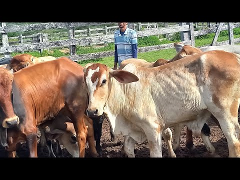 feira de gado saloá Pe. 30/04/24