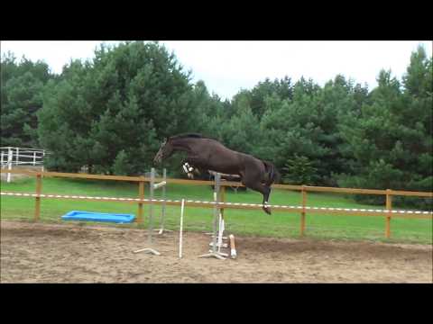 Numero Uno Esteban xx (3 jahrige HENGST)