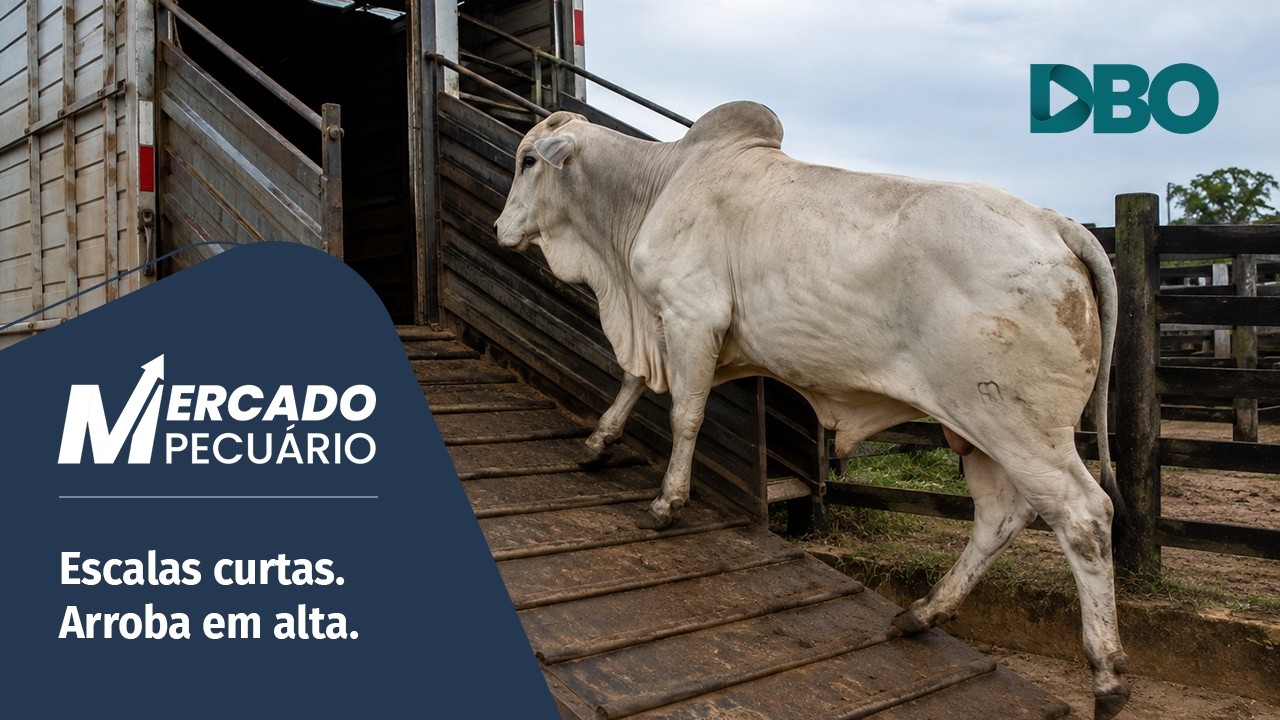 Boi gordo: onde foram parar os animais terminados?