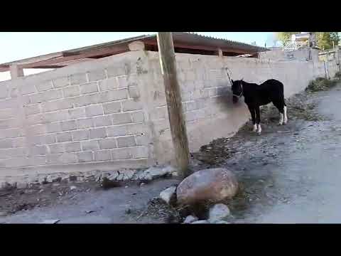 SAN ANTONIO DE SAUCEDA VALPARAISO ZACATECAS 