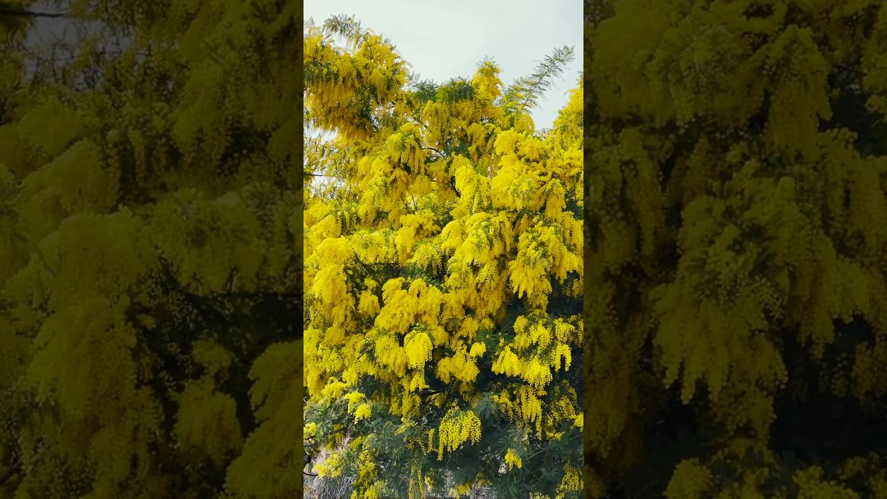 YouTube Short thumbnail