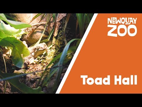 Keep up with Keeper: Eva - Toad Hall