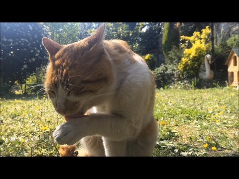 Cat asking for help - 40 days later Video