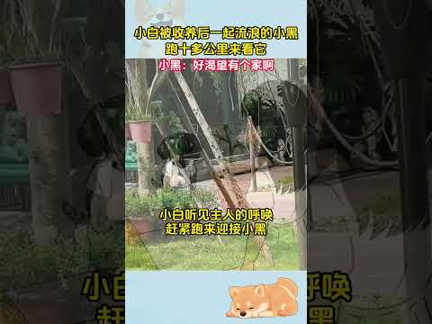 小黑：我也想有個家啊 #流浪狗 #羨慕 #畫一個故事