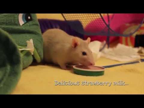 download lagu mp3 mp4 Coton Rescue, download lagu Coton Rescue gratis, unduh video klip Coton Rescue