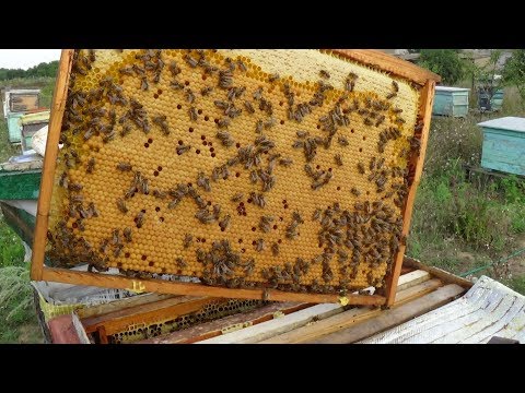 Летнее развитие пчелы на 100% радует
