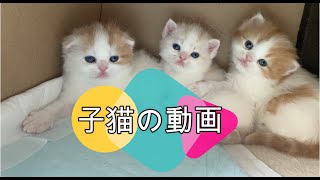 子猫の動画【スコティッシュ】
