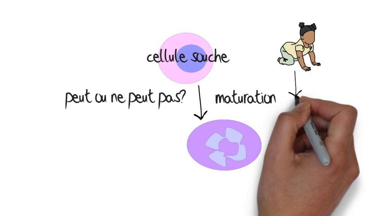 Comprendre la leucémie et le lymphome