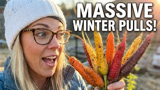 Zone 8a Harvesting Rainbow Carrots in January.  Satisfying Winter Garden Pulls