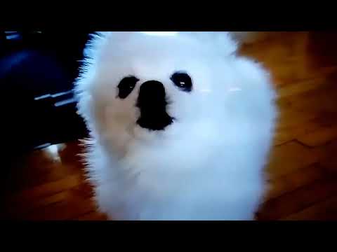 canción de Shakira (versión perro)XD