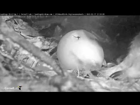 Great Horned Owl Egg Starts Pipping, Hatch Imminent! – Feb. 17, 2022