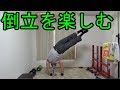 倒立やって遊びましょ!倒立を楽しむ【自宅筋トレ】