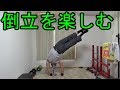 倒立やって遊びましょ！倒立を楽しむ【自宅筋トレ】