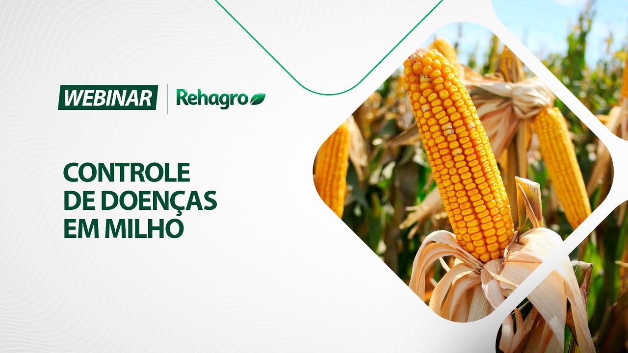Controle de doenças do milho | Webinar Grãos
