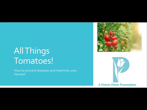 Chicago Grows Food July 2025 with Amy Powers, All Things Tomatoes