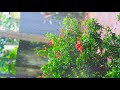 Madhu Pole Peytha Mazhaye Whatsapp Status