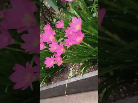 #Mercedes #flower #shorts