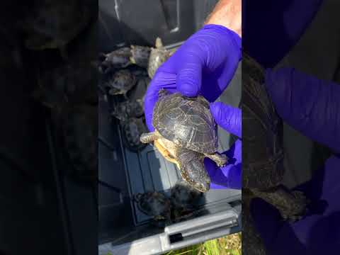 Dozens of endangered turtles raised by Toronto Zoo have been released into the wild