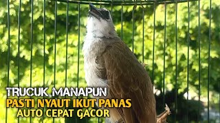 Download lagu Trucuk BETINA memanggil Jantan Suara Birahi Ngecuplik 100% pancingan trucukan gacor agar BUNYI EMOSI mp3 Download lagu Trucuk BETINA memanggil Jantan Suara Birahi Ngecuplik 100% pancingan trucukan gacor agar BUNYI EMOSI mp3