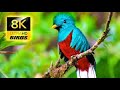 Beyond The Beak Unraveling Avian Wonder