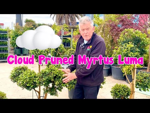 The Cloud Pruned Myrtus Luma is the Most Beautiful Thing I've Ever Seen