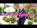 The Cloud Pruned Myrtus Luma Is The Most Beautiful Thing I Ve Ever Seen