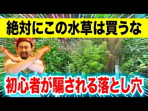 池の水草ベスト５！  庭園