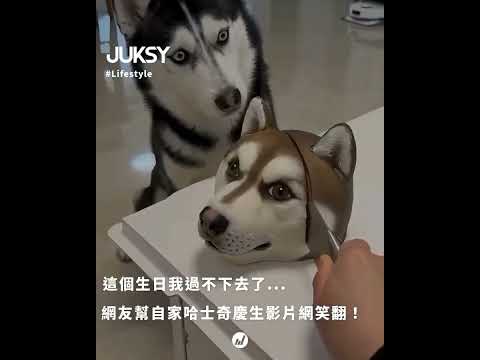 二哈被嚇得快崩潰了#The Husky Was so Scared That it Completely Freaked Out