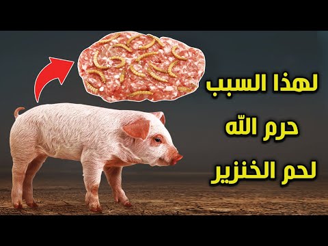 , title : 'لماذا حرم الله على الإنسان اكل لحم الخنزير؟ وما هي الحكمة من خلق الخنزير؟ إجابة ستصدمك'