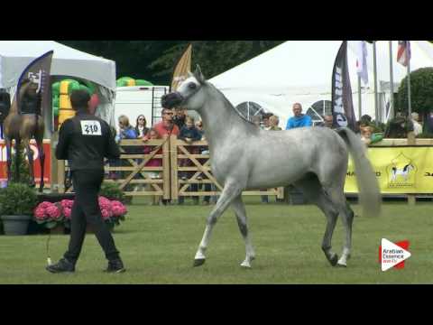N.210 HANAYA LABID - Bruges 2016 - Egyptian Colts 2-3 years (Class 110)
